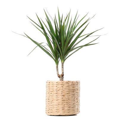 Drachenbaum